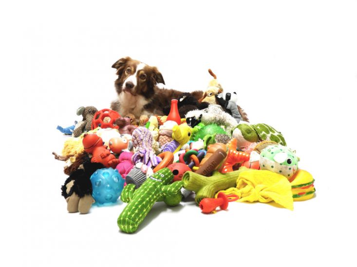 Gifted Dogs Able To Remember Names Of A Dozen Toys