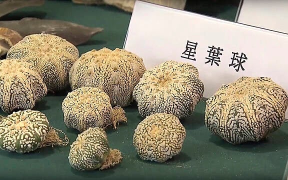 Endangered Plants Among Items Seized In Hong Kong’s Largest Smuggling Bust