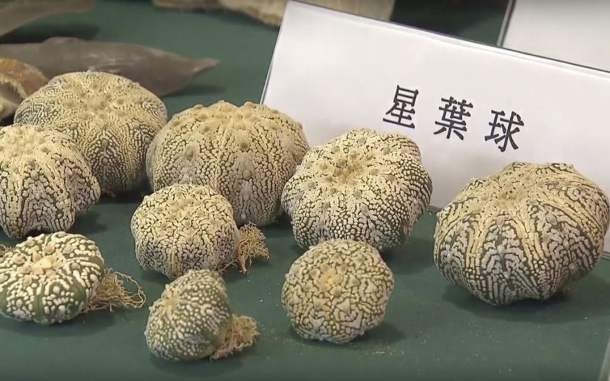 Endangered Plants Among Items Seized In Hong Kong’s Largest Smuggling Bust