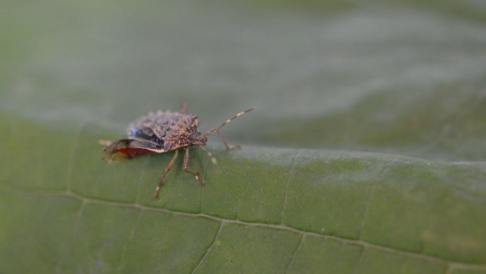 Fears Over Threat To Crops After Stink Bug Discovery In Uk