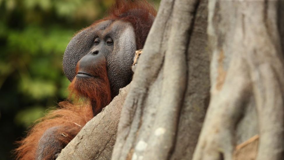 Dublin Zoo To Re-Invent Itself As A Zoo-Based Conservation Organisation