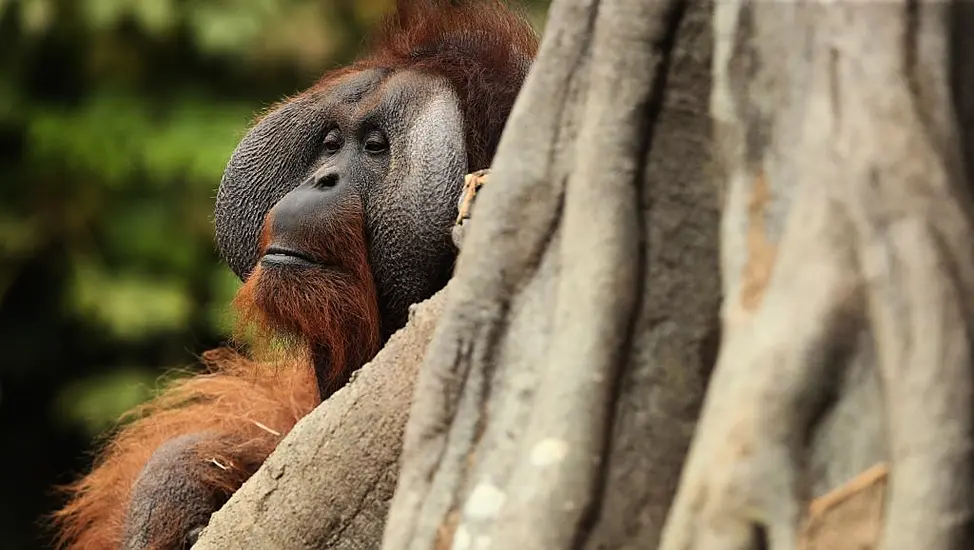 Dublin Zoo To Re-Invent Itself As A Zoo-Based Conservation Organisation