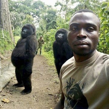 Mountain Gorilla Who Gained Fame Posing For Selfie With Ranger Dies Aged 14