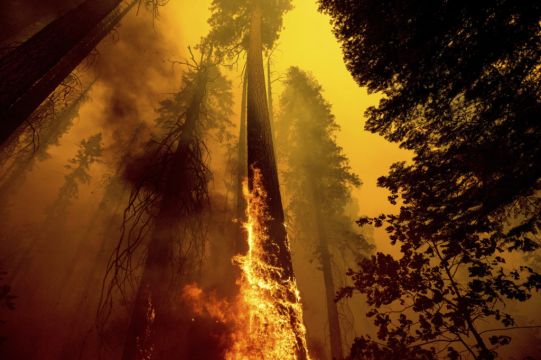 California Fires May Have Killed Hundreds Of Giant Sequoias