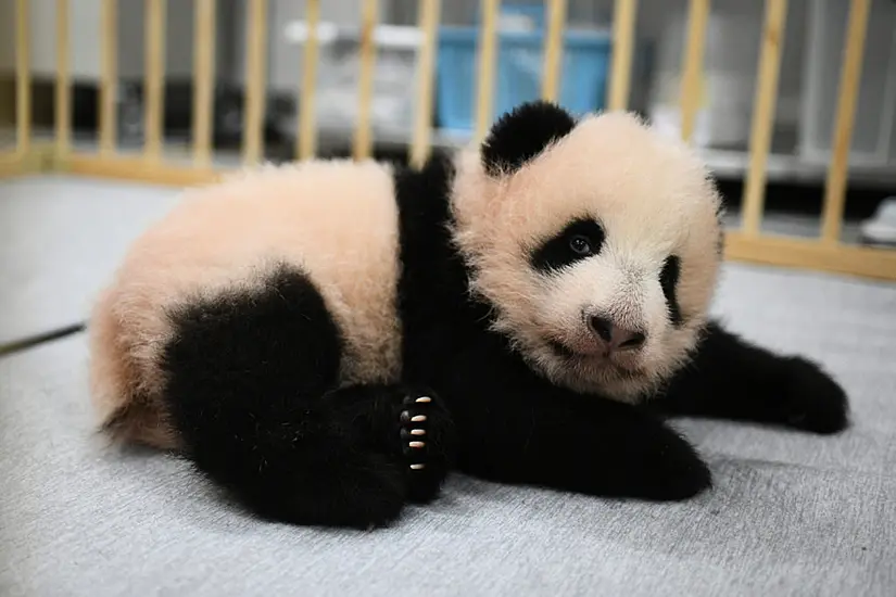 Giant Panda Cubs At Tokyo Zoo Given Names Ahead Of Public Debut