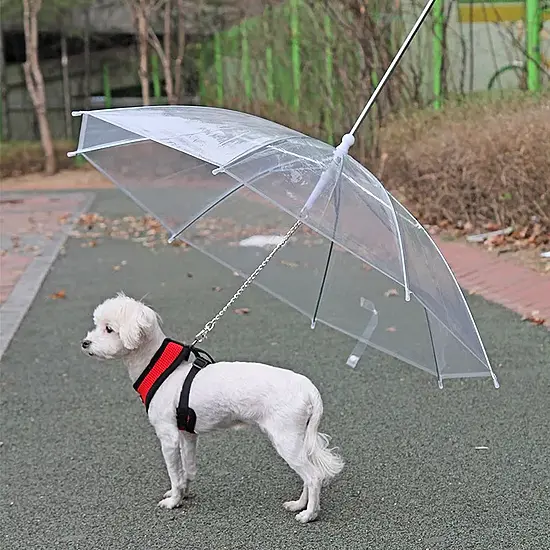 Dublin Businessman 'Overwhelmed' With Response To Pet Umbrellas