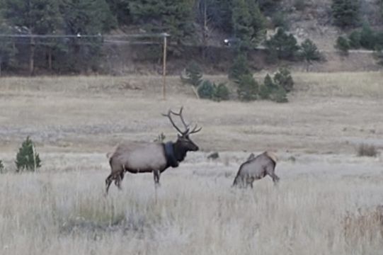 Elk Roaming With Tyre Around Neck For Two Years Has Object Removed