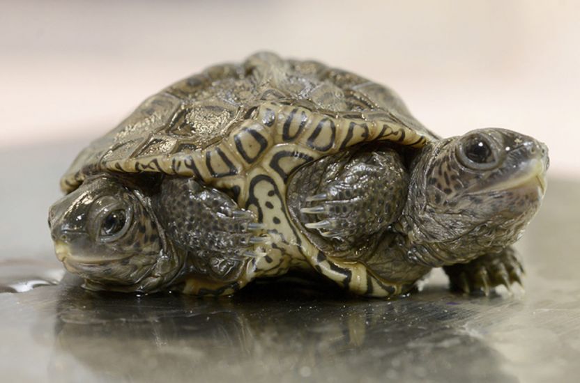 Two-Headed Baby Turtle Thrives At Animal Refuge