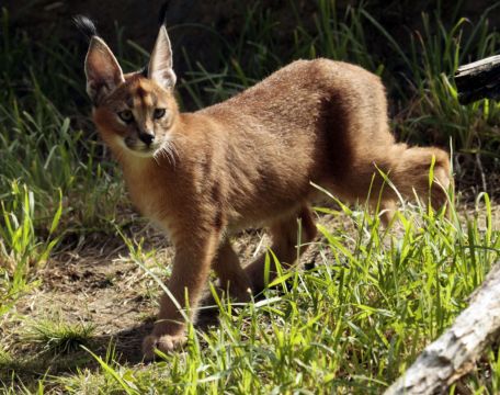 Large African Cat Captured After Escape In Detroit Suburb