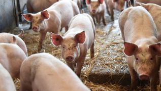 Britain Calls For 800 Foreign Butchers To Avoid Pig Cull
