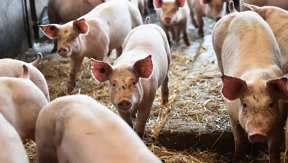 Britain Calls For 800 Foreign Butchers To Avoid Pig Cull