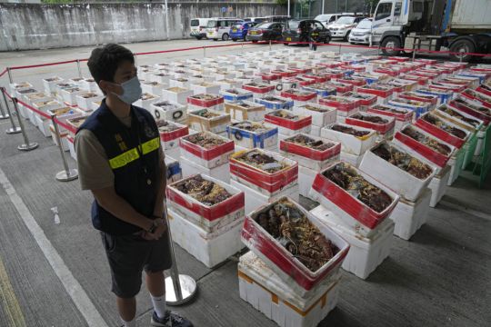 Australian Lobsters Worth £393,000 Seized By Hong Kong Authorities