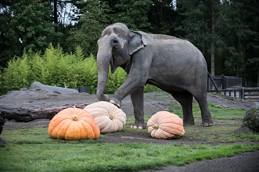 Endangered Elephants Pumpkin Up The Volume At Us Zoo