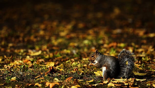 Met Éireann Says ‘Very Mild’ Autumn Weather Set To End On Thursday