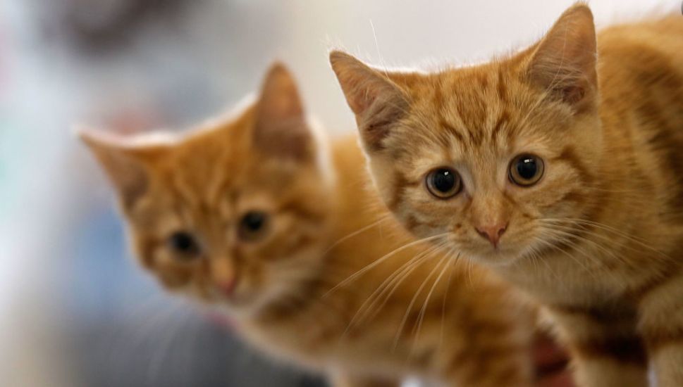 Man Says He Was Asked For €75 Monthly ‘Pet Rent’ For Two Cats