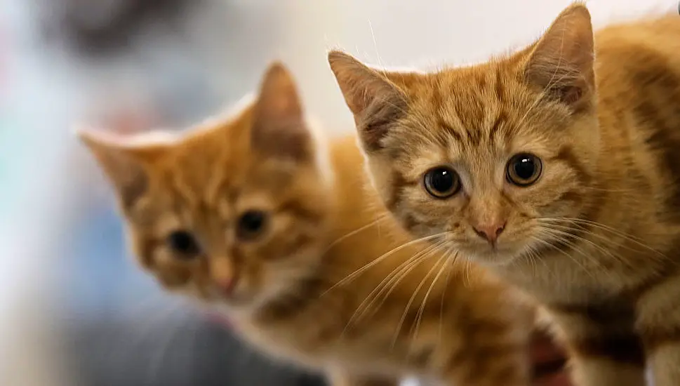 Man Says He Was Asked For €75 Monthly ‘Pet Rent’ For Two Cats