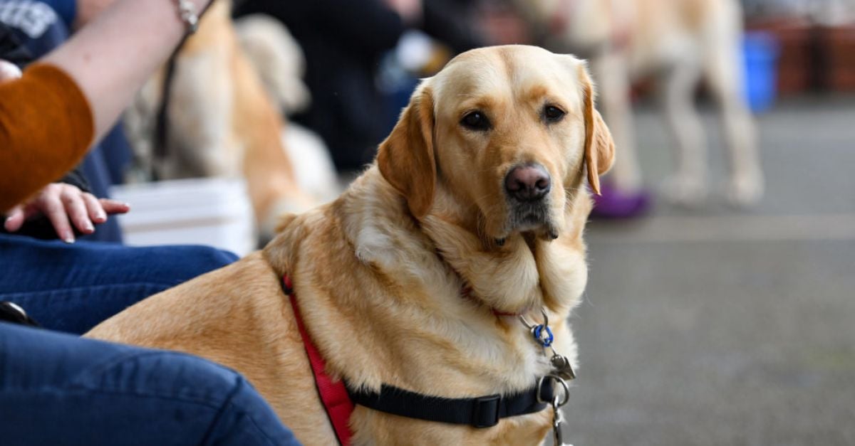 Dealz ordered to pay €7,000 after challenging Irish Paralympian over guide dog in store | BreakingNews.ie