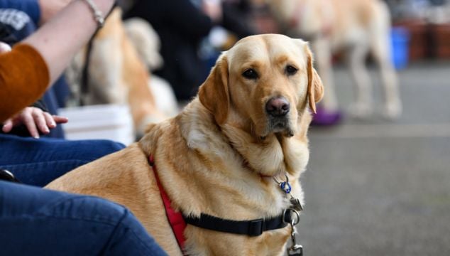 Some Guide Dogs Retiring Due To ‘Devastating’ Impact Of Fireworks, Says Charity