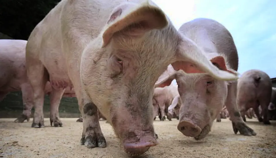 China Approves Imports Of Breeding Pigs From Ireland