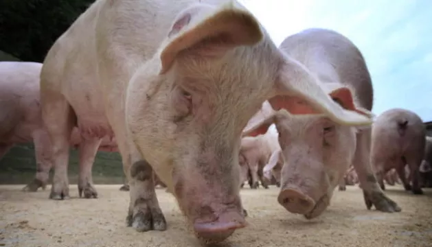 China Approves Imports Of Breeding Pigs From Ireland