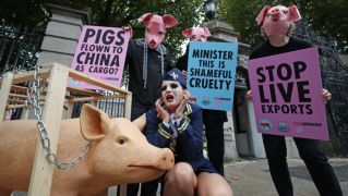 Campaigners Urge Government To Reverse Decision To Export Live Pigs  To China
