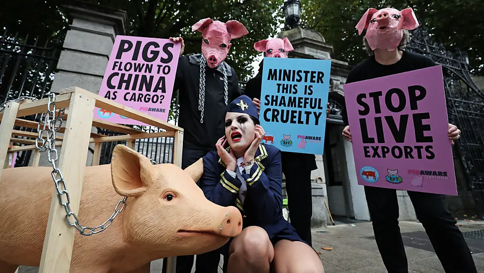 Campaigners Urge Government To Reverse Decision To Export Live Pigs  To China