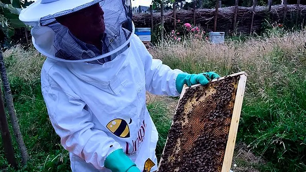 French Beekeepers Expect Worst Harvest In Decades Due To Climate Change