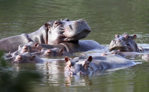 Offspring Of Pablo Escobar’s ‘Cocaine’ Hippos Recognised As People By Us Court