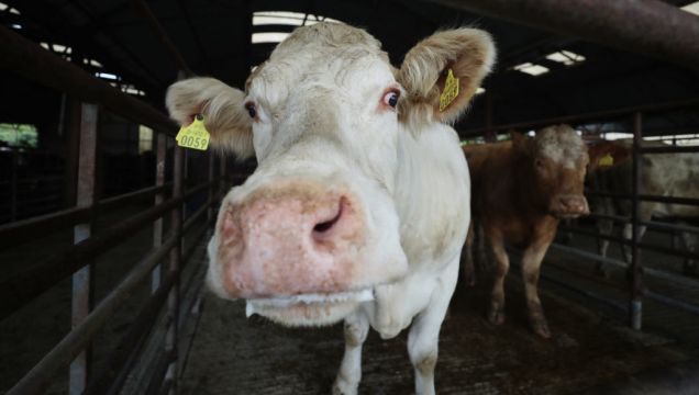 Feed To Cut Cow Methane Emissions Gets Provisional Eu Approval