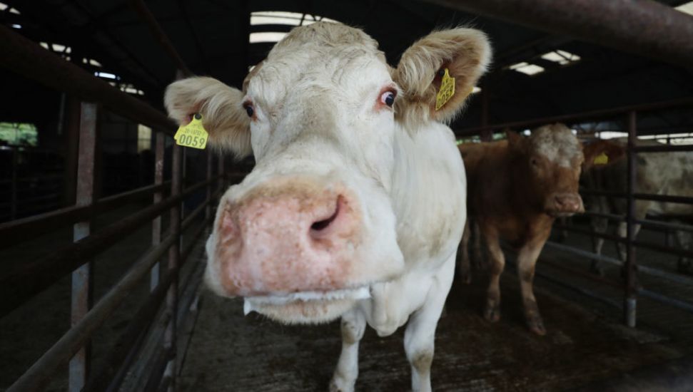 Feed To Cut Cow Methane Emissions Gets Provisional Eu Approval