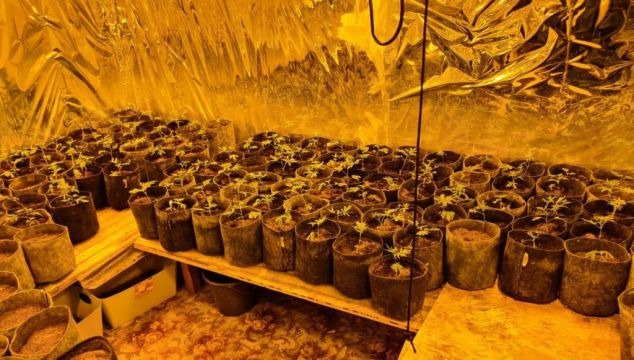 Gardaí Seize €150,000 Worth Of Suspected Cannabis Plants And Herb