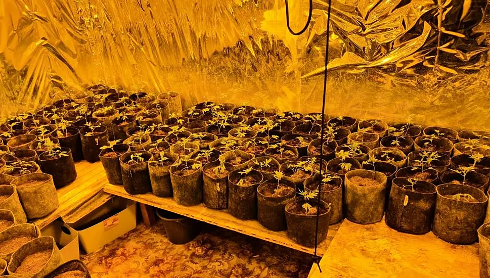 Gardaí Seize €150,000 Worth Of Suspected Cannabis Plants And Herb