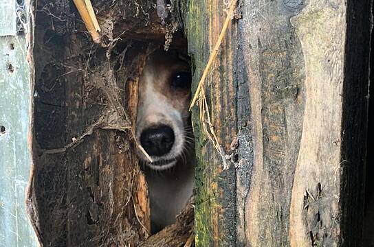 Gardaí And Animal Charity Remove 21 Animals From Co Tipperary Property