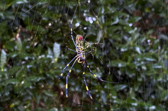 Asian Spider Takes Hold In Georgia In The Us And Sends Humans Scurrying