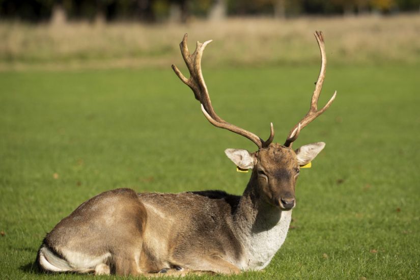 Councillors Call For Deer Cull In Waterford