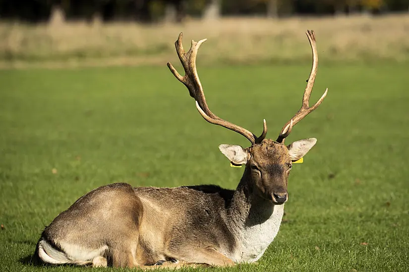 Councillors Call For Deer Cull In Waterford