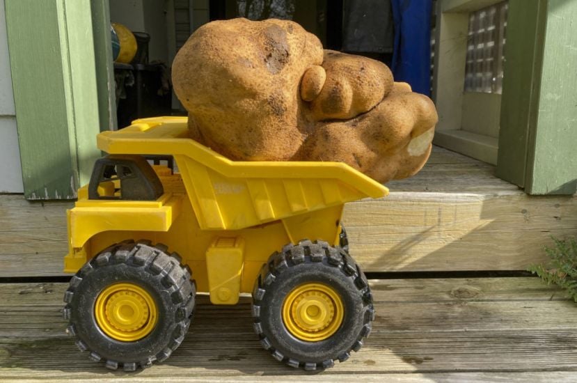 Doug The Ugly Spud Could Be World’s Biggest Potato