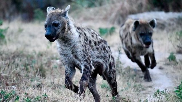 Two Hyenas Test Positive For Coronavirus At Denver Zoo