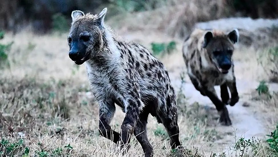 Two Hyenas Test Positive For Coronavirus At Denver Zoo