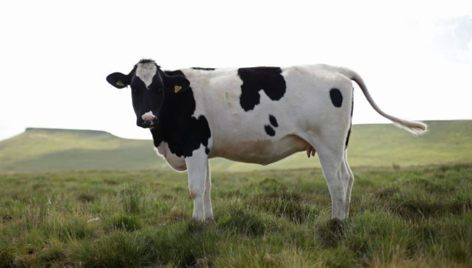 Seaweed Used To Feed Cattle In Trial Aimed At Cutting Methane Emissions