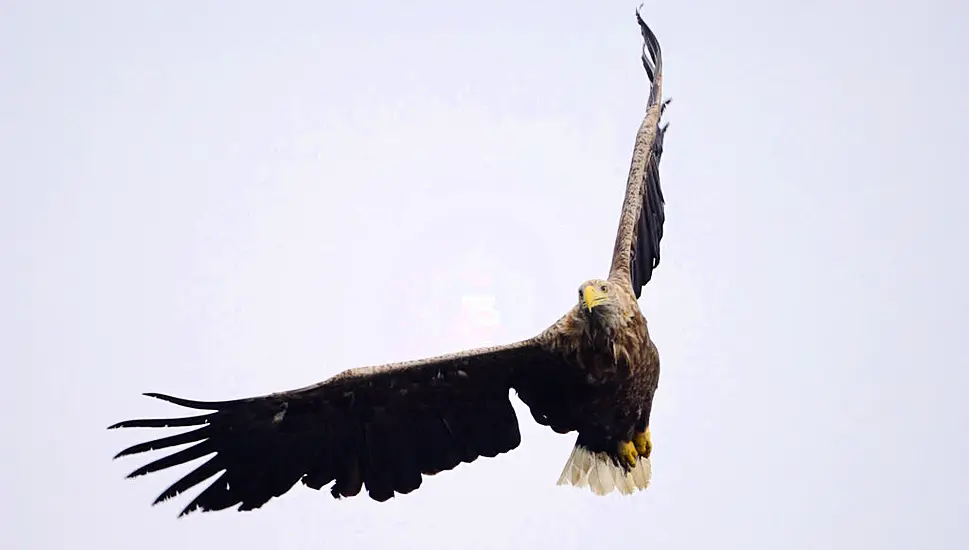 Bird Flu Identified In Rare Eagle In Co Kerry