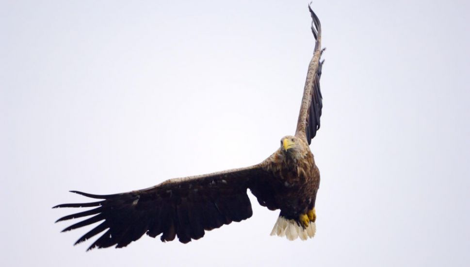 Bird Flu Identified In Rare Eagle In Co Kerry