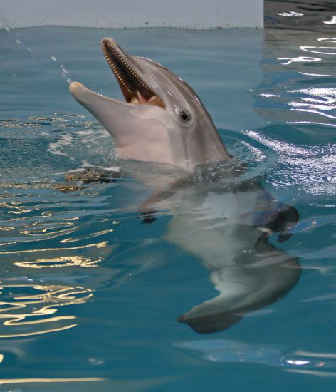 Dolphin Tale Star Winter Dies At Florida Aquarium
