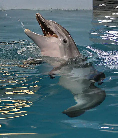 Dolphin Tale Star Winter Dies At Florida Aquarium