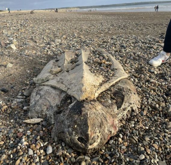 Endangered Turtle Remains Found On Waterford Beach