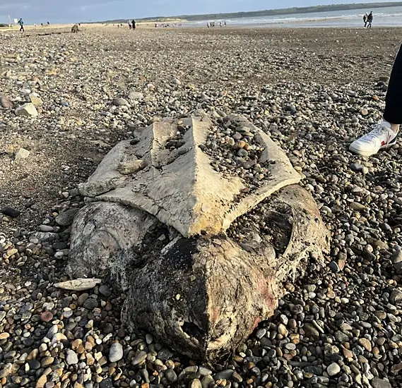 Endangered Turtle Remains Found On Waterford Beach