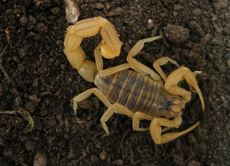 Hundreds Suffer Scorpion Stings Amid Storms In Southern Egypt