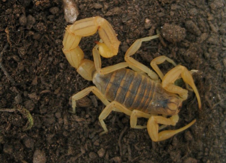Hundreds Suffer Scorpion Stings Amid Storms In Southern Egypt