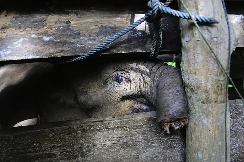 Baby Elephant In Indonesia Dies After Losing Half Of Trunk To Poachers’ Trap