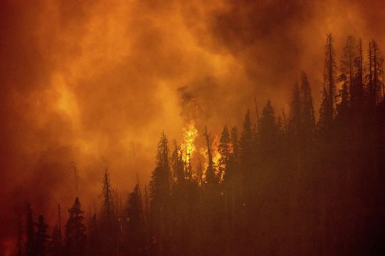 Thousands Of Giant Sequoia Trees Killed In California Wildfires
